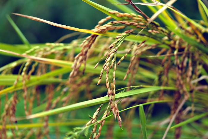 El arroz es declarado cultivo de seguridad alimentaria nacional mediante la Ley 17 del 22 de febrero de 2018. El arroz es declarado cultivo de seguridad alimentaria nacional mediante la Ley 17 del 22 de febrero de 2018.
