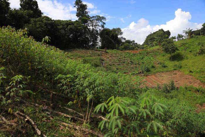 Se reabre el debate: Panamá usa más de 60 agroquímicos que están prohibidos en otros países Se reabre el debate: Panamá usa más de 60 agroquímicos que están prohibidos en otros países