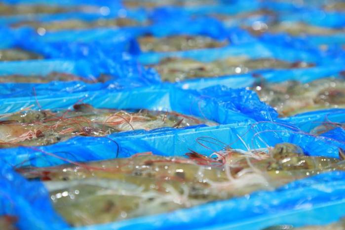 Los camarones están entre los principales rubros de exportación nacional. Los camarones están entre los principales rubros de exportación nacional.