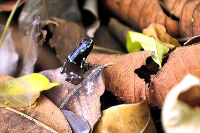 Como parte del fortalecimiento de la gestión ambiental, se desarrolla un plan integral enfocado en la protección de la naturaleza. Como parte del fortalecimiento de la gestión ambiental, se desarrolla un plan integral enfocado en la protección de la naturaleza.