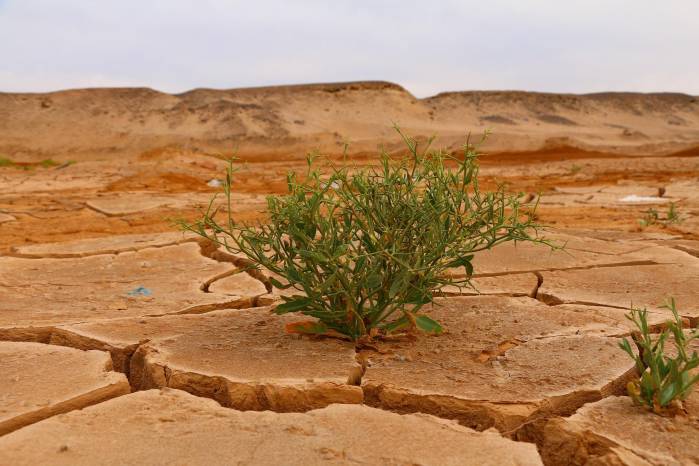 La degradación generalizada de la naturaleza está agravando la crisis climática. La degradación generalizada de la naturaleza está agravando la crisis climática.