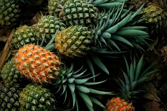 La piña es una de las frutas que más llegan al país a través de la ruta de Bocas del Toro. La piña es una de las frutas que más llegan al país a través de la ruta de Bocas del Toro.