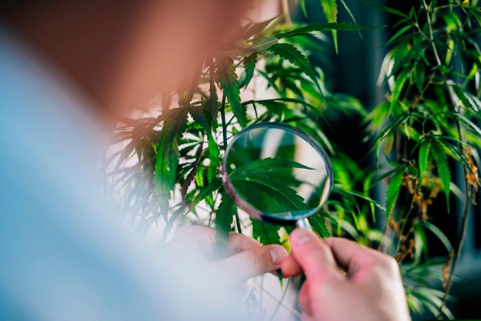 El cáñamo y la marihuana pertenecen a la misma especie de Cannabis sativa, pero es empleada para la fabricación textiles, materiales de construcción, papel, telas, jabón, alimentos, suplementos alimenticios y cosméticos. El cáñamo y la marihuana pertenecen a la misma especie de Cannabis sativa, pero es empleada para la fabricación textiles, materiales de construcción, papel, telas, jabón, alimentos, suplementos alimenticios y cosméticos.