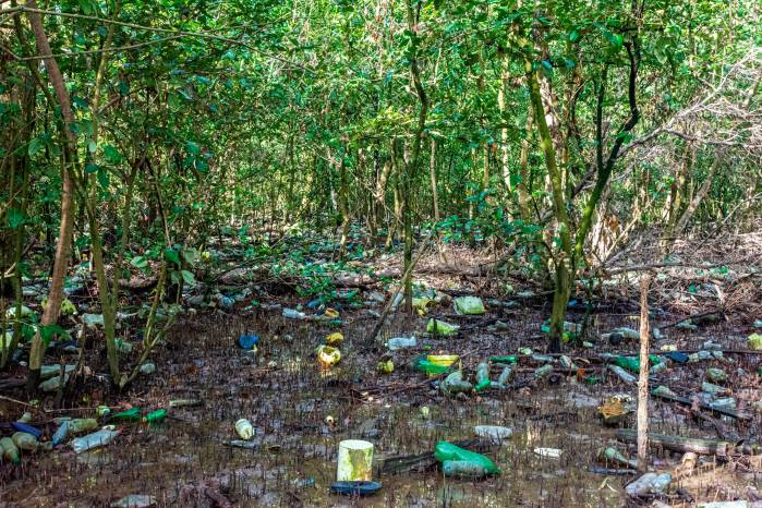 Manglar de Juan Díaz. Los desechos sólidos impactan en el ecosistema. Manglar de Juan Díaz. Los desechos sólidos impactan en el ecosistema.