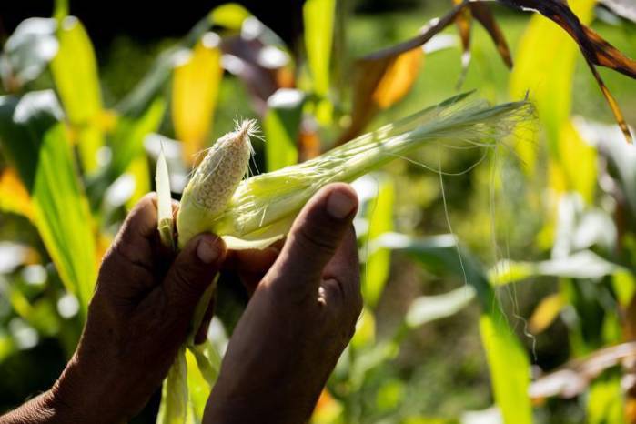 Los pequeños agricultores producen casi la mitad de los alimentos del mundo, aunque también se enfrentan al hambre y la pobreza. Los pequeños agricultores producen casi la mitad de los alimentos del mundo, aunque también se enfrentan al hambre y la pobreza.