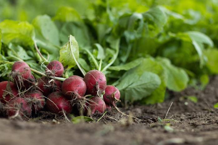 Se necesita historia política para explicar por qué la supervisión de las políticas agrícolas, alimentarias y nutricionales de Panamá es tan fragmentada y complicada. Se necesita historia política para explicar por qué la supervisión de las políticas agrícolas, alimentarias y nutricionales de Panamá es tan fragmentada y complicada.