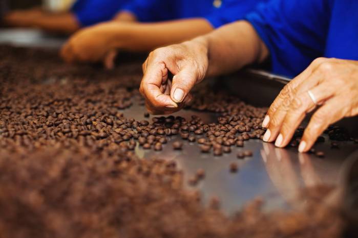 El café panameño destaca en el mundo entero y ha desarrollado el turismo en Tierras Altas. El café panameño destaca en el mundo entero y ha desarrollado el turismo en Tierras Altas.