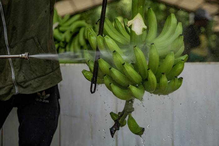 Los ingenieros de Chiquita Panamá llegarán está semana y posteriormente determinarán que clase de mano de obra que comenzaría funciones Los ingenieros de Chiquita Panamá llegarán está semana y posteriormente determinarán que clase de mano de obra que comenzaría funciones