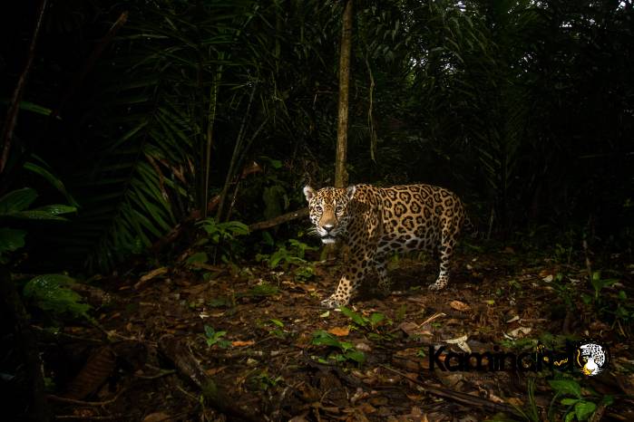Jaguar (Panthera onca) caminando por los bosques en el valle del alto río Mamoní en Panamá Este. Jaguar (Panthera onca) caminando por los bosques en el valle del alto río Mamoní en Panamá Este.
