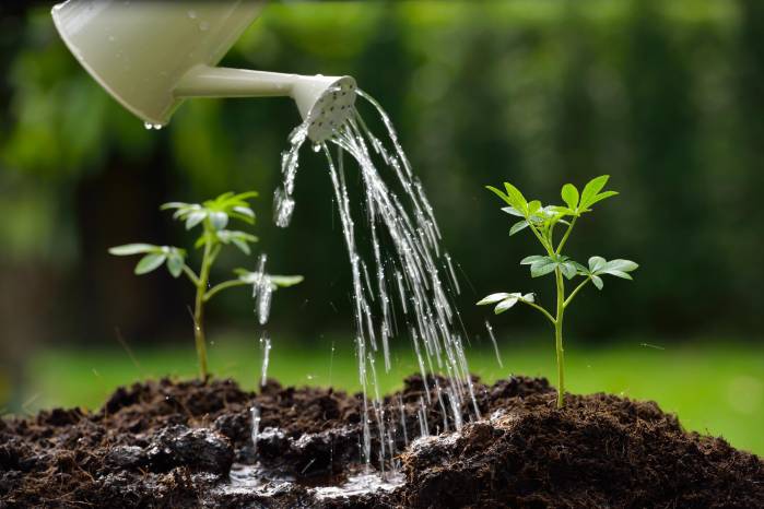 Consejos para mantener un jardín verde, saludable y reluciente Consejos para mantener un jardín verde, saludable y reluciente