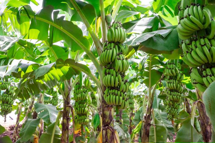 Hasta el momento se han cerrado 3 fincas bananeras en Bocas del Toro a raíz de las protestan que mantiene el sector en la provincia. Hasta el momento se han cerrado 3 fincas bananeras en Bocas del Toro a raíz de las protestan que mantiene el sector en la provincia.