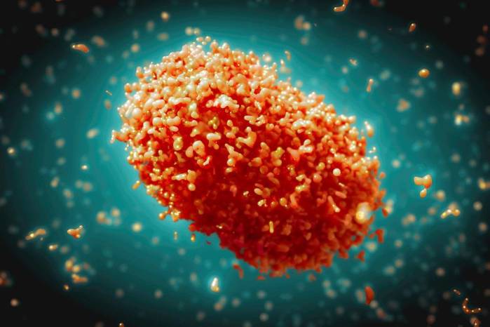 Imagen del virus de viruela símica. Imagen del virus de viruela símica.