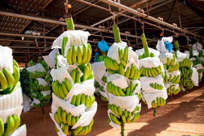 En Colombia se observó un descenso del 6% en los precios del banano En Colombia se observó un descenso del 6% en los precios del banano