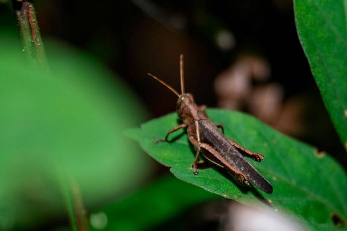 El saltamontes es uno de los insectos comunes en los parques. El saltamontes es uno de los insectos comunes en los parques.