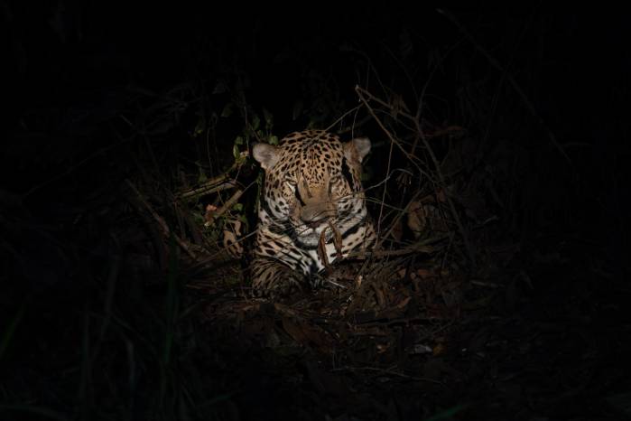 El jaguar tiene una alta presencia en la área este del país, que incluye las provincias de Panamá, Darién y la Comarca Guna Yala. El jaguar tiene una alta presencia en la área este del país, que incluye las provincias de Panamá, Darién y la Comarca Guna Yala.