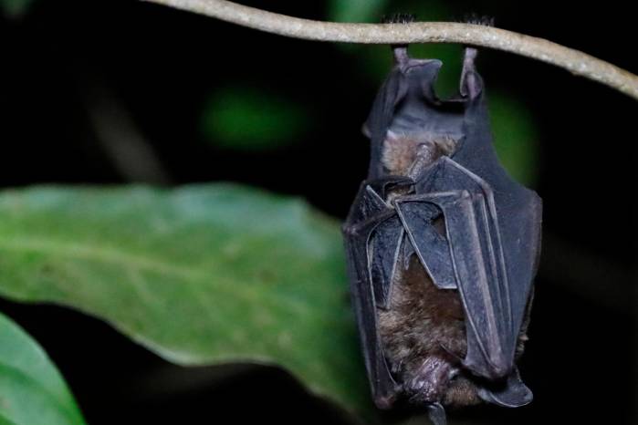 Se han registrado 29 especies de murciélago en la reserva biológica. Se han registrado 29 especies de murciélago en la reserva biológica.