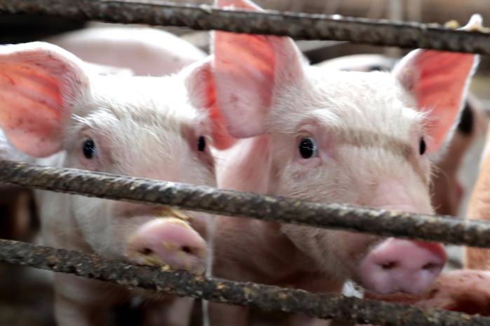 Nueve fincas porcinocultoras han sido paralizadas. Nueve fincas porcinocultoras han sido paralizadas.