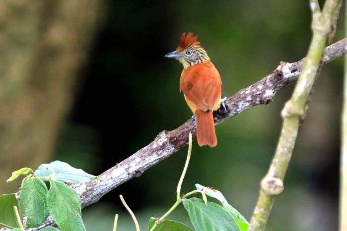En 2025, Panamá se enfoca en planes ambientales que incluyen el combate a la sequía. En 2025, Panamá se enfoca en planes ambientales que incluyen el combate a la sequía.