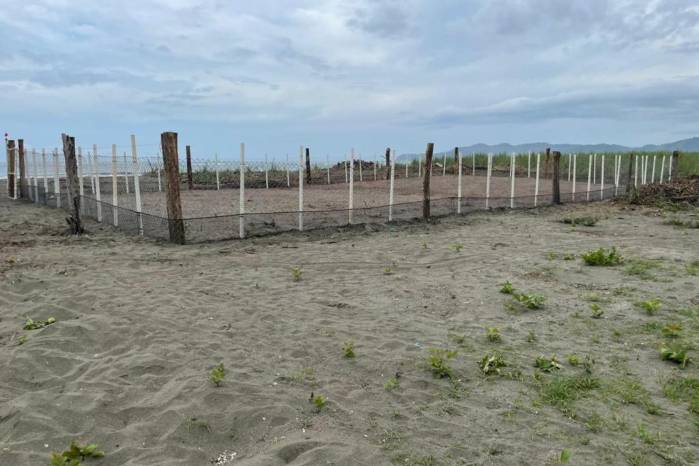 El lugar es un laboratorio natural ideal para estudios sobre la dinámica de poblaciones de tortugas marinas. El lugar es un laboratorio natural ideal para estudios sobre la dinámica de poblaciones de tortugas marinas.
