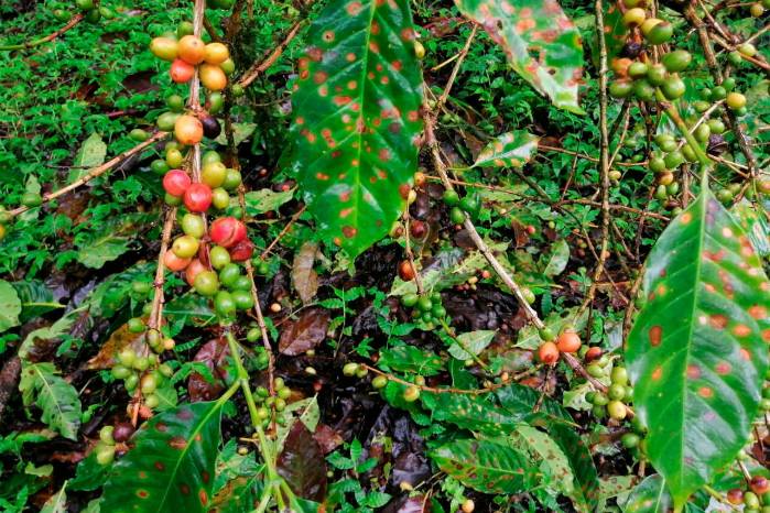 Con las últimas lluvias se han afectado 2.988,5 hectáreas de café. Con las últimas lluvias se han afectado 2.988,5 hectáreas de café.