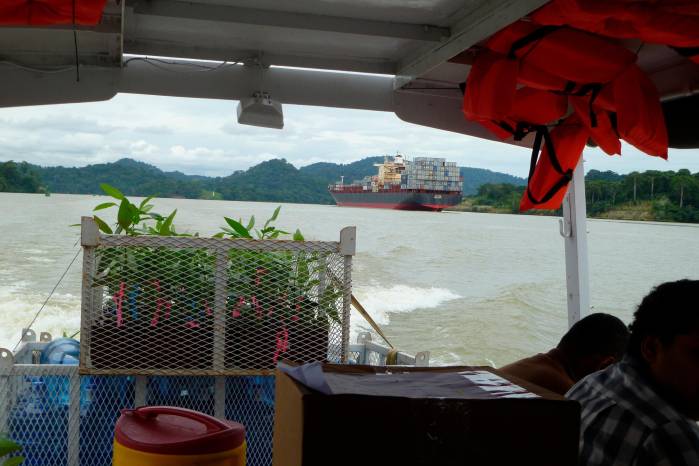 Las plantas clonadas cruzaron el Canal de Panamá en lancha para llegar a su nuevo hogar en el bosque. Las plantas clonadas cruzaron el Canal de Panamá en lancha para llegar a su nuevo hogar en el bosque.
