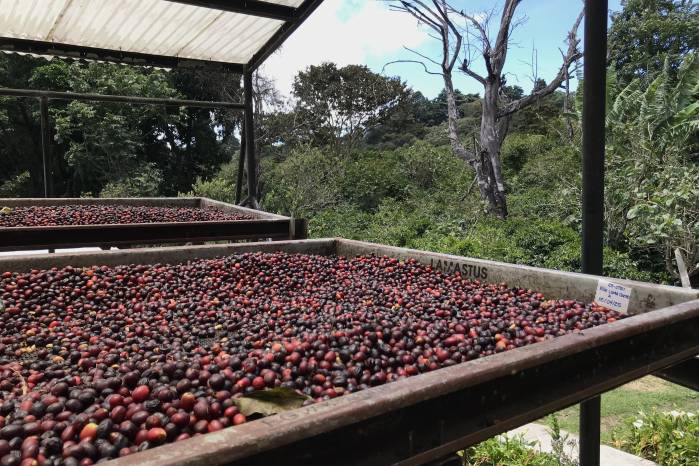 El café geisha es reconocido por ser uno de los más exclusivos y prestigiosos del mundo. El café geisha es reconocido por ser uno de los más exclusivos y prestigiosos del mundo.
