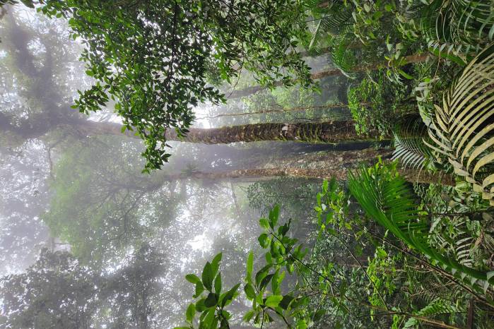 Estudiar los bosques de tierras altas es complicado por la logística y costos. Estudiar los bosques de tierras altas es complicado por la logística y costos.