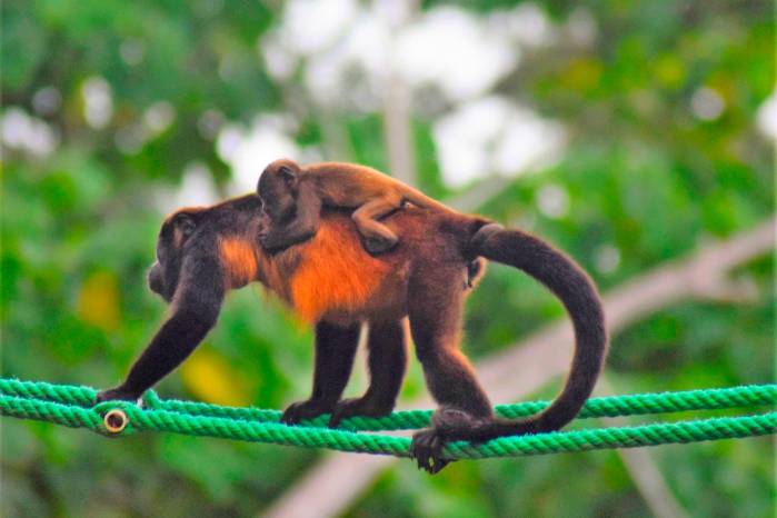 Cría de Mona aulladora usando puente mono en Quebrada Macho en Limones. Cría de Mona aulladora usando puente mono en Quebrada Macho en Limones.
