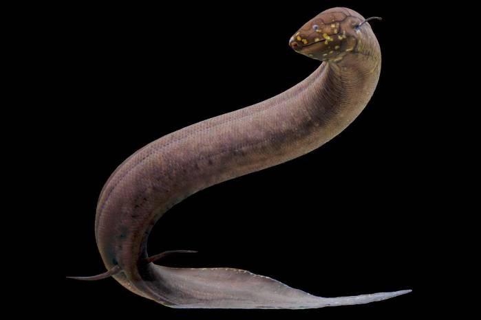 Imagen del pez pulmonado sudamericano (Lepidosiren paradoxa). Imagen del pez pulmonado sudamericano (Lepidosiren paradoxa).