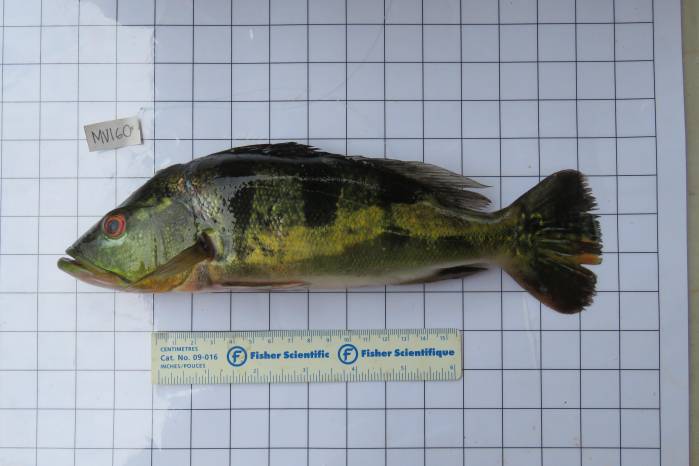 Sargento (Cichla monoculus) del Lago Gatún. Sargento (Cichla monoculus) del Lago Gatún.