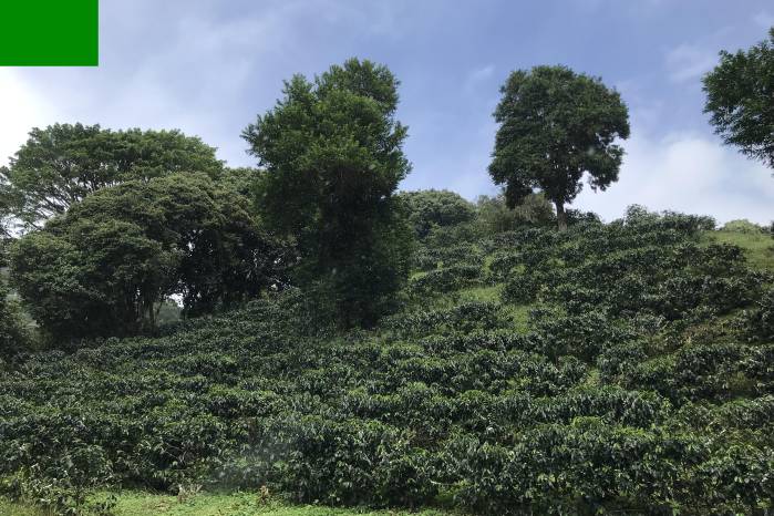 El clima en Boquete puede ser impredecible como determinante para la calidad del café. El clima en Boquete puede ser impredecible como determinante para la calidad del café.