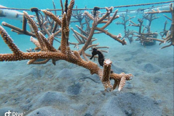 Fragmento de coral ‘sembrado’. Fragmento de coral ‘sembrado’.