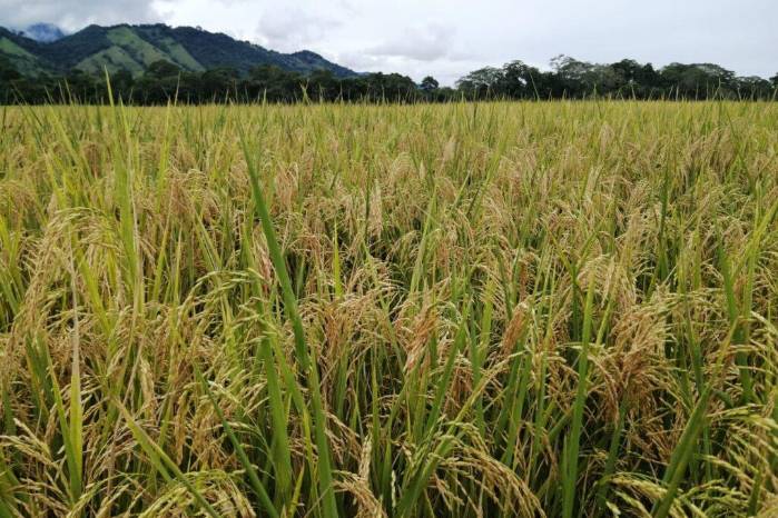 La Asociación Nacional de Molineros (Analmo) se comprometió a proveer al IMA el arroz de primera y de buena calidad necesario para abastecer la demanda hasta que comience la cosecha en septiembre. La Asociación Nacional de Molineros (Analmo) se comprometió a proveer al IMA el arroz de primera y de buena calidad necesario para abastecer la demanda hasta que comience la cosecha en septiembre.