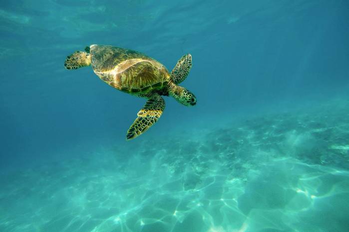 En isla Coiba se encuentran tortugas marinas que ponen sus huevos en las playas. En isla Coiba se encuentran tortugas marinas que ponen sus huevos en las playas.