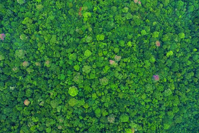 Imagen de dron que muestra parte de la Isla Barro Colorado. Imagen de dron que muestra parte de la Isla Barro Colorado.