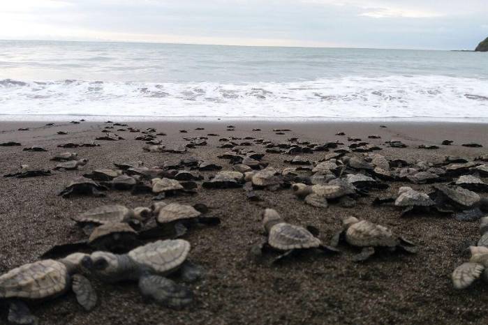 Miles de tortugas marinas llegan simultáneamente a la costa para desovar. Miles de tortugas marinas llegan simultáneamente a la costa para desovar.
