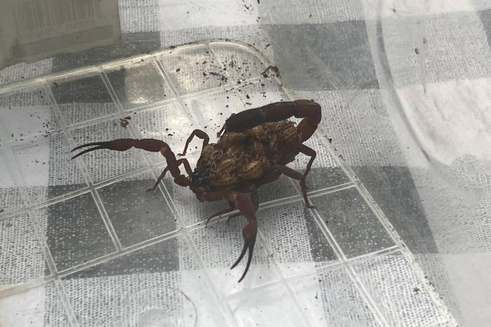 Panamá ha obtenido avances prometedores como tityustoxina-1, que es una neurotoxina presente en el veneno de escorpiones. Panamá ha obtenido avances prometedores como tityustoxina-1, que es una neurotoxina presente en el veneno de escorpiones.