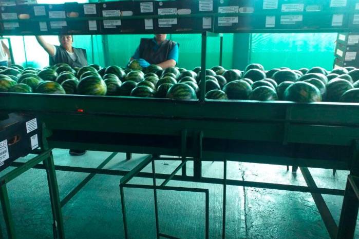 La sandía para la exportación tuvo su punto más alto de producción en el año agrícola 2015-2016. La sandía para la exportación tuvo su punto más alto de producción en el año agrícola 2015-2016.