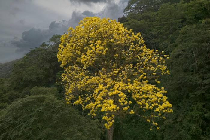 Árbol guayacán floreciendo en diciembre, fuera de temporada. Árbol guayacán floreciendo en diciembre, fuera de temporada.