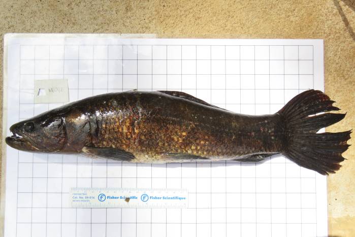 Pejepe.rro (Hoplias microlepis) del Lago Bayano Pejepe.rro (Hoplias microlepis) del Lago Bayano
