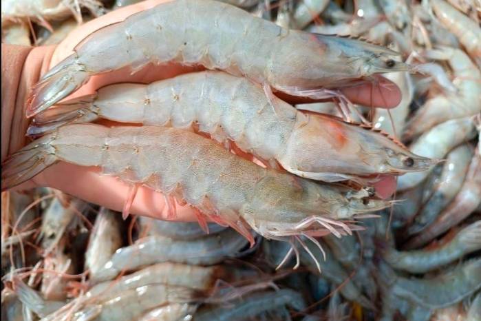 La exportación de productos del mar subió 36,9 %. La exportación de productos del mar subió 36,9 %.