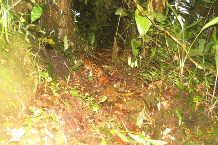Foto de oncilla en tierras altas de Chiriquí, Parque Internacional La Amistad. Foto de oncilla en tierras altas de Chiriquí, Parque Internacional La Amistad.