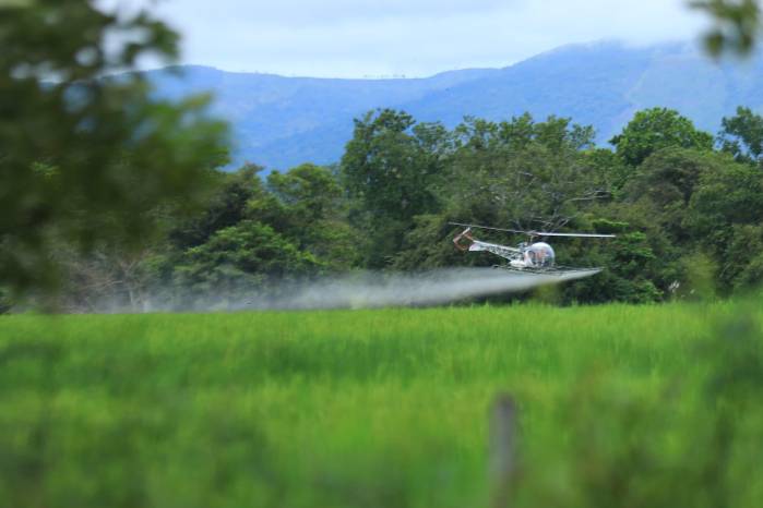 Un helicóptero rociando plaguicida en un cultivo de arroz. Un helicóptero rociando plaguicida en un cultivo de arroz.