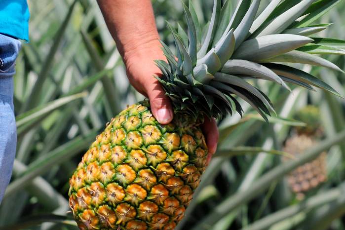 Al cierre del ciclo agrícola 2023-2024, la provincia de Panamá Oeste contaba con más de 1,776 hectáreas sembradas de piña. Al cierre del ciclo agrícola 2023-2024, la provincia de Panamá Oeste contaba con más de 1,776 hectáreas sembradas de piña.