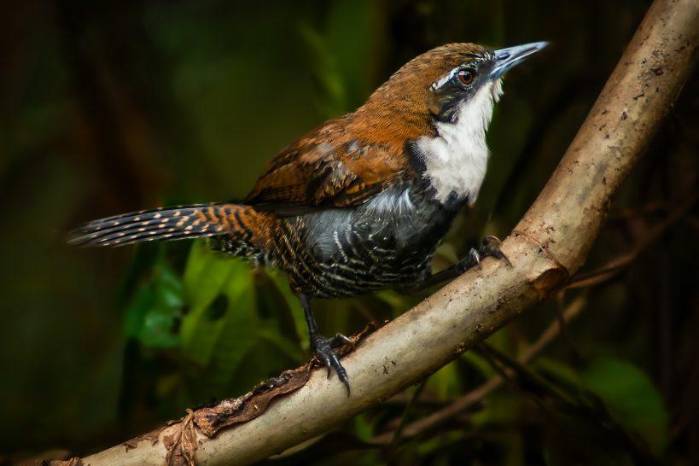 La convocatoria fue realizada por la Fundación Alada y expondrá las aves del neotrópico. La convocatoria fue realizada por la Fundación Alada y expondrá las aves del neotrópico.