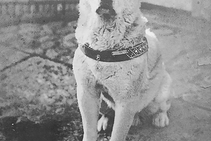 En Japón conviven 8,5 millones de inu —perros caseros. En Japón conviven 8,5 millones de inu —perros caseros.