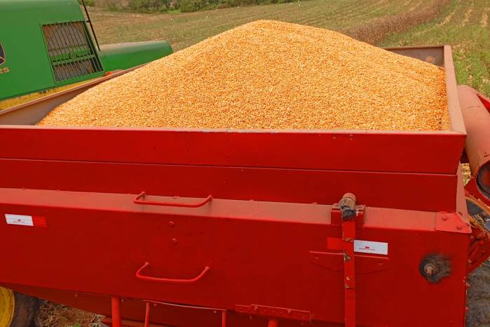 El costo de producción de una hectárea de maíz es de $19.93. El costo de producción de una hectárea de maíz es de $19.93.