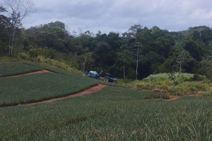 Finca ubicada en Las Yayas, Chorrera propiedad del productor Miguel Trejos. Finca ubicada en Las Yayas, Chorrera propiedad del productor Miguel Trejos.