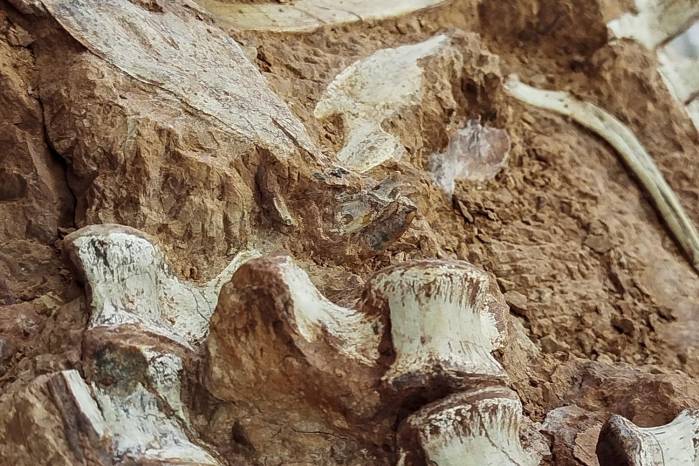 El fósil de un dinosaurio de más de 230 millones de años en Río Grande do Sul. El fósil de un dinosaurio de más de 230 millones de años en Río Grande do Sul.