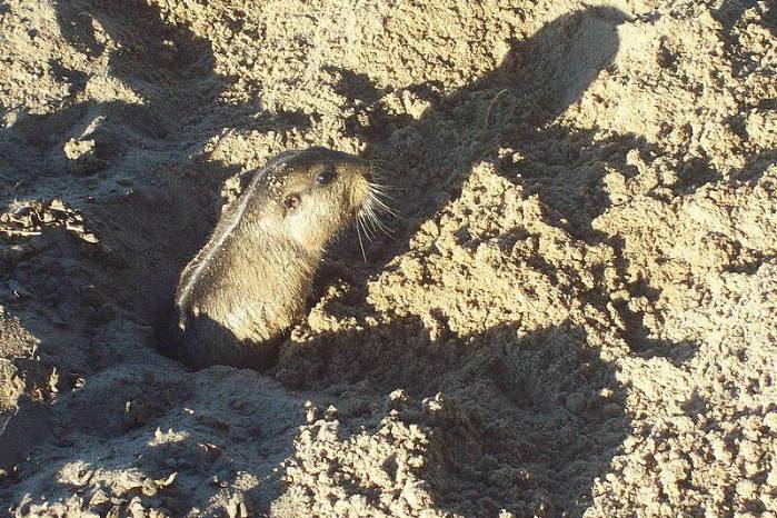 Este descubrimiento contribuye al conocimiento de la biodiversidad local y la fauna de la región. Este descubrimiento contribuye al conocimiento de la biodiversidad local y la fauna de la región.
